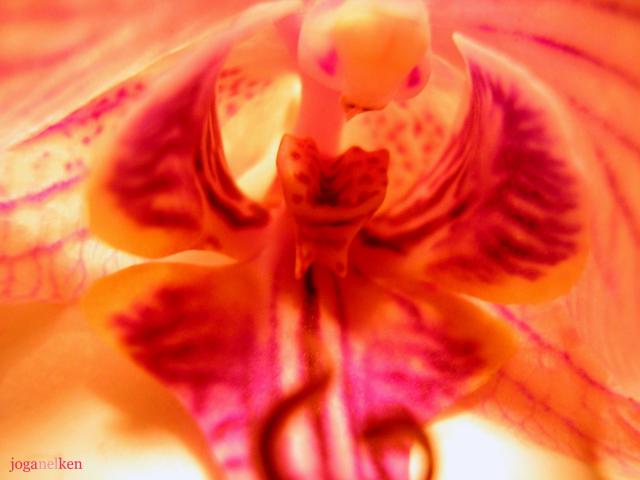 orchidée